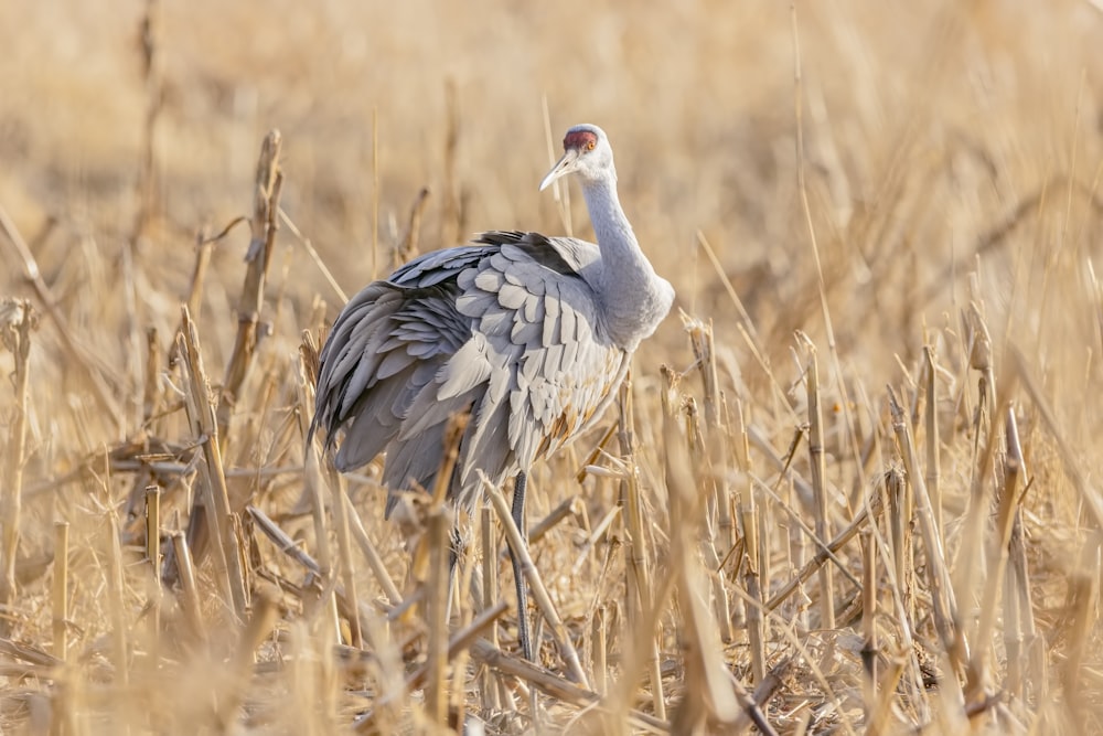 white and gray long-legged bird on grass field