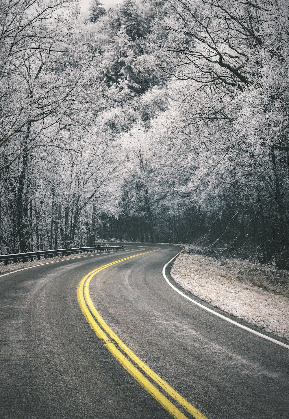 Carretera curva vacía entre árboles