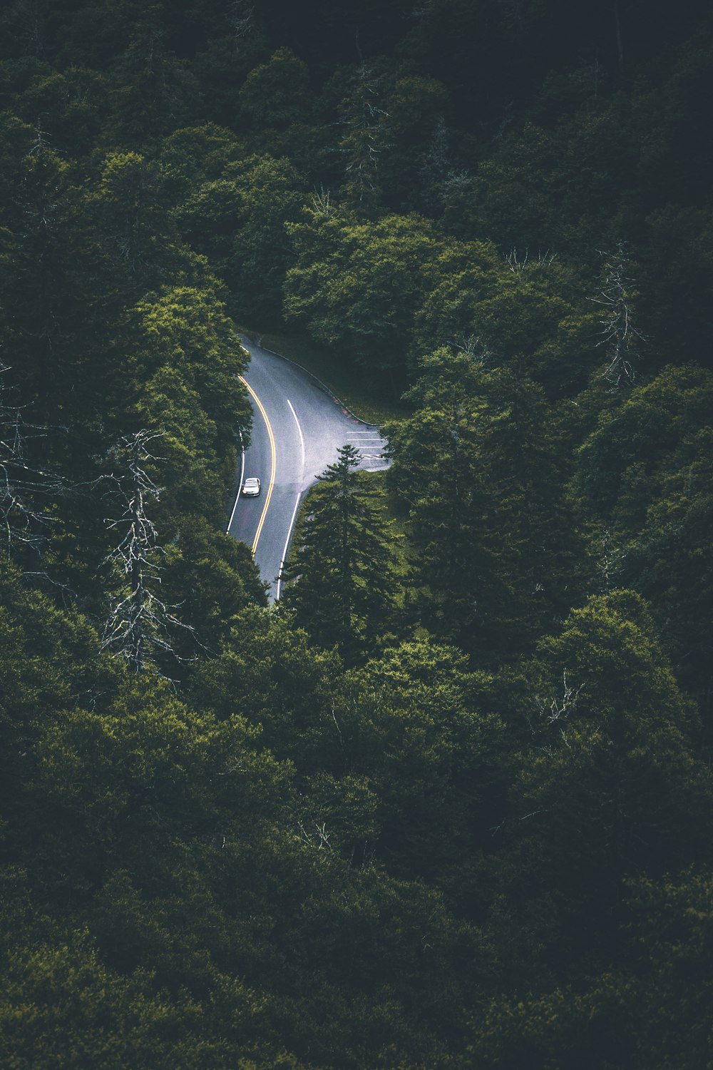 aerial photo of green trees near road