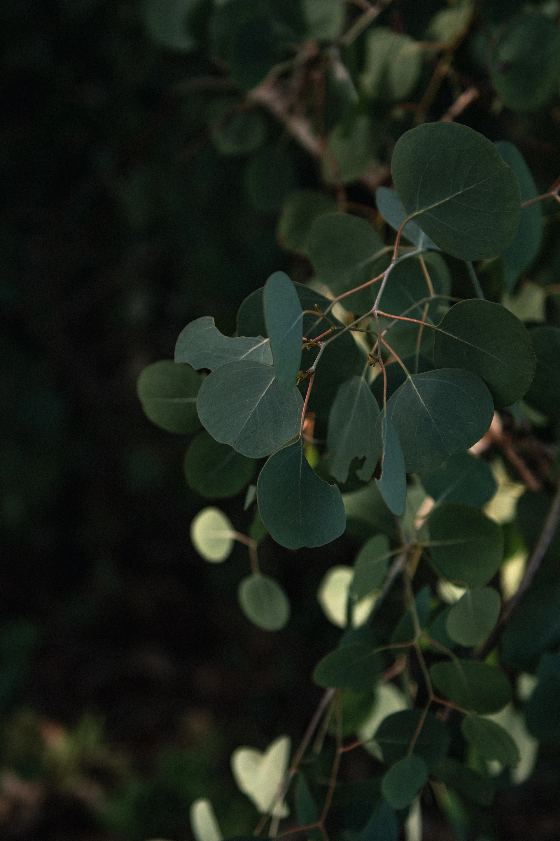 shallow focus photo of green leaves