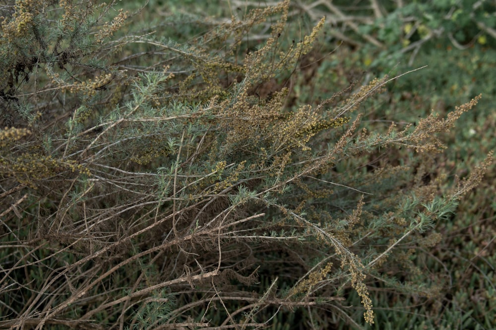 shallow focus photo of green leaves