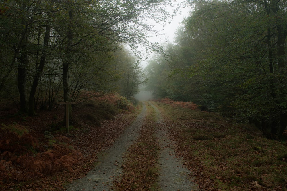 green trees near road