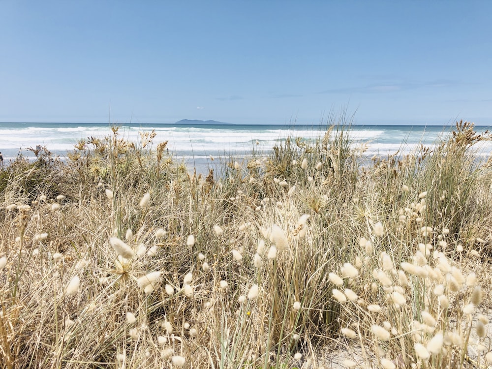 white grasses on shore