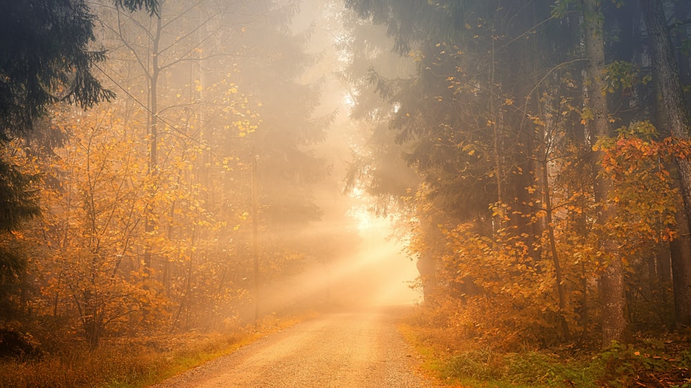 light through road between trees