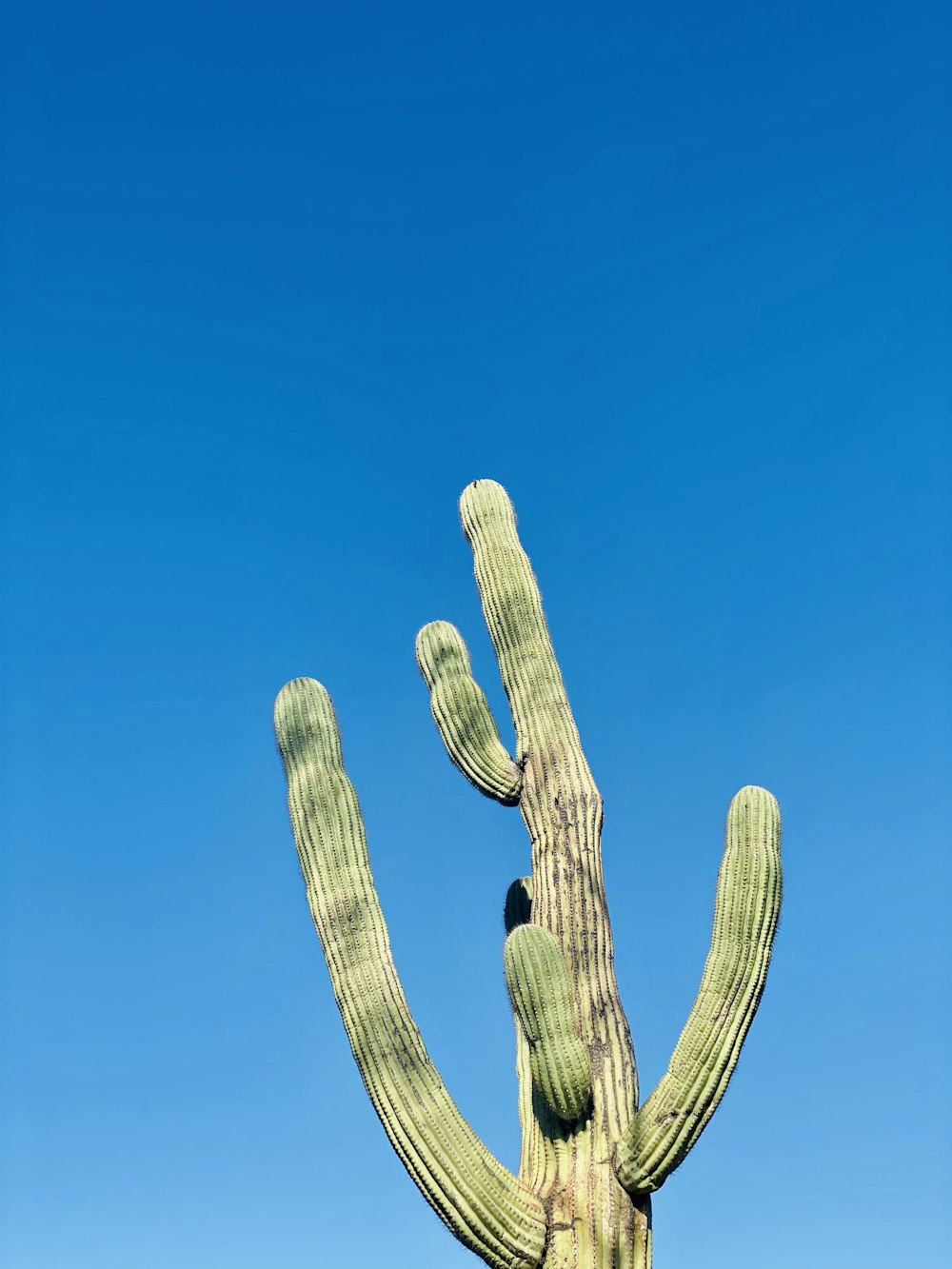 a large cactus in front of a blue sky
