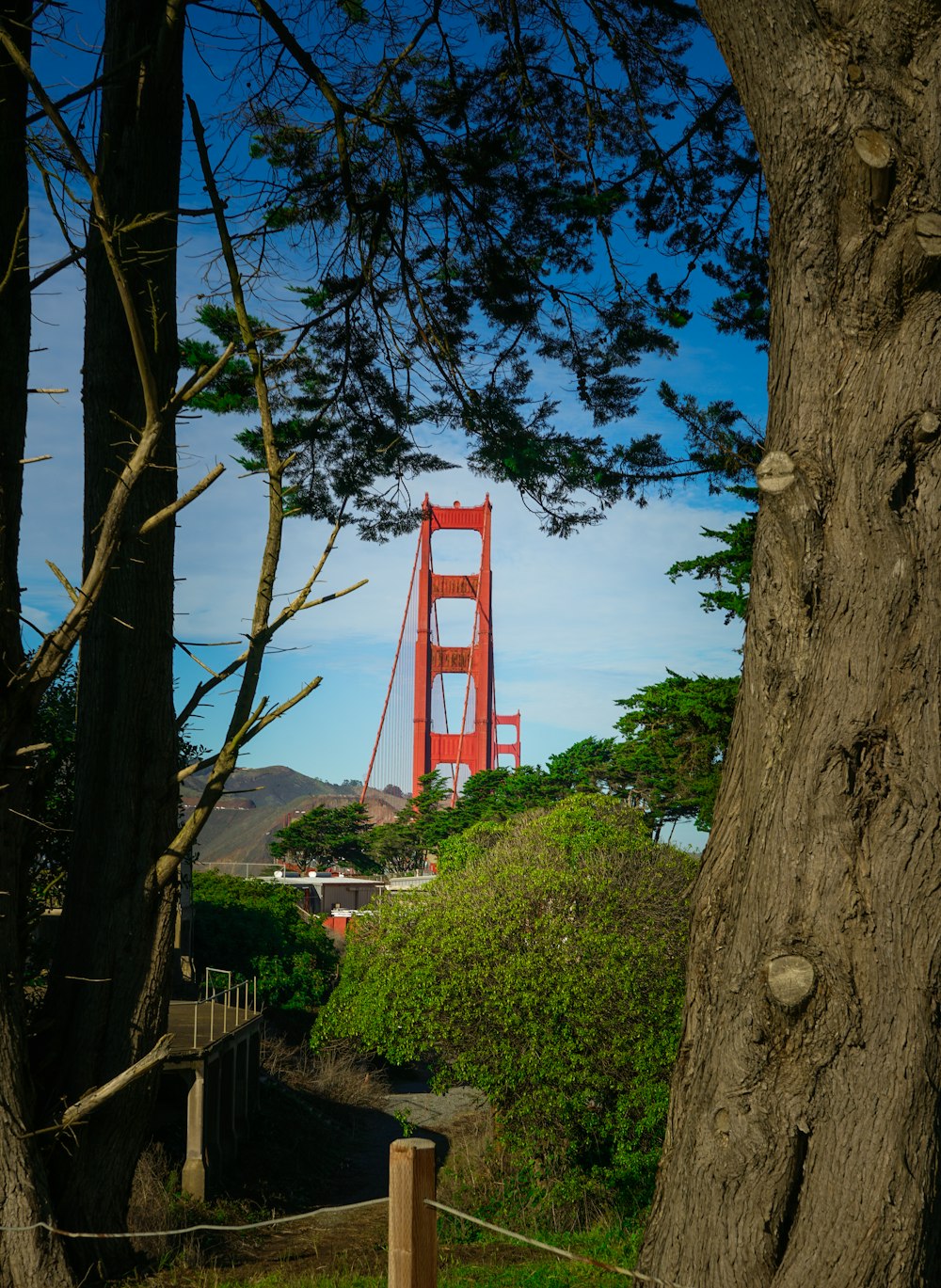 Golden Gate Bridge through trees