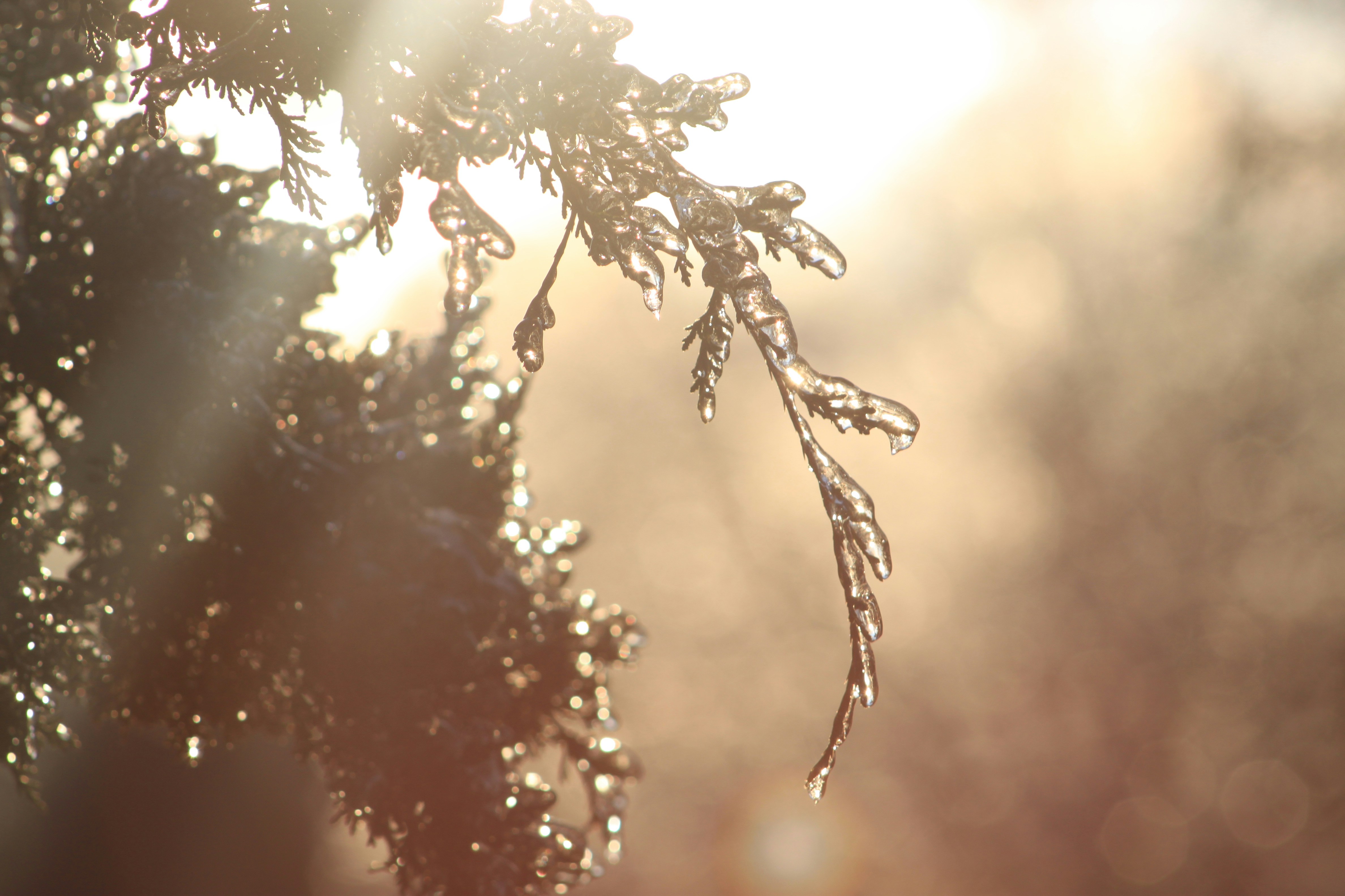 Photo by franciscojesus