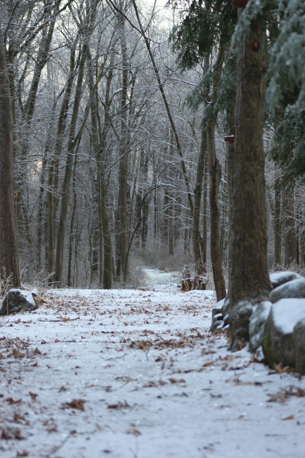 snow covered trees during daytime