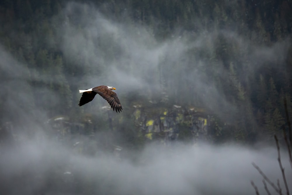 oiseau volant au-dessus des arbres