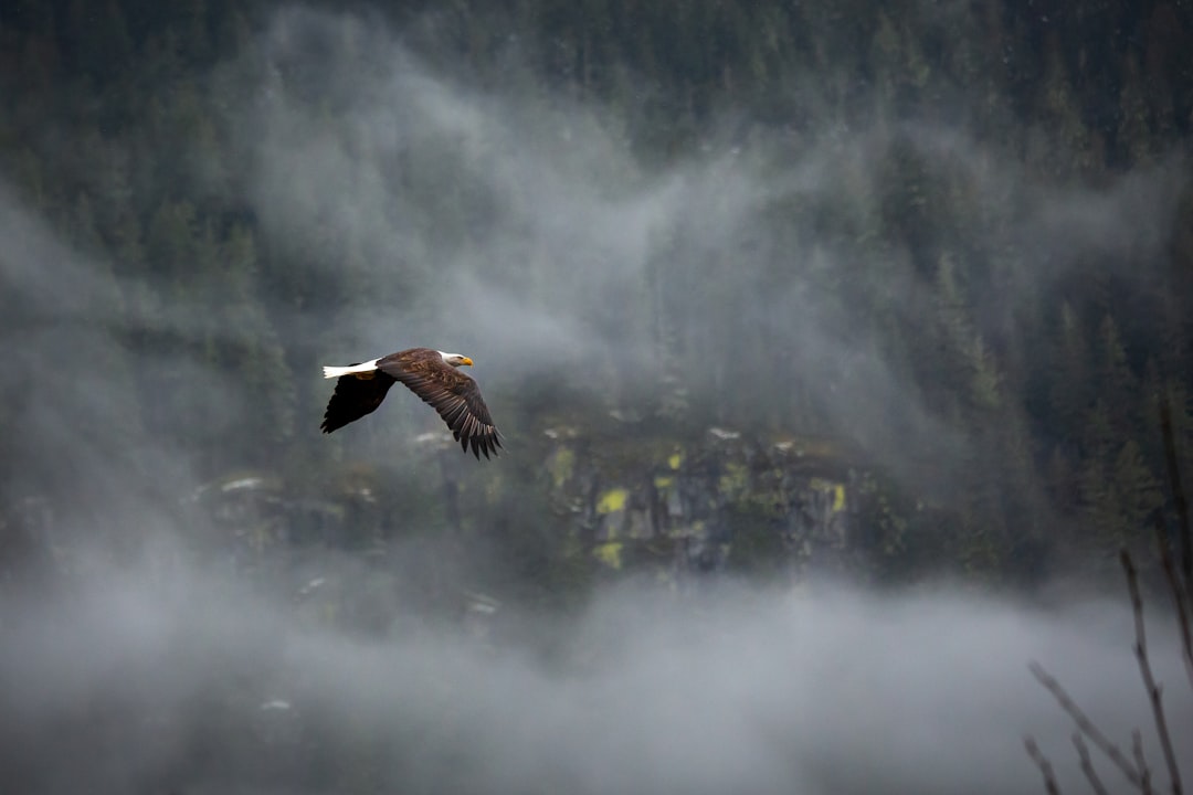 Wildlife photo spot Squamish Joffre Lakes Trail