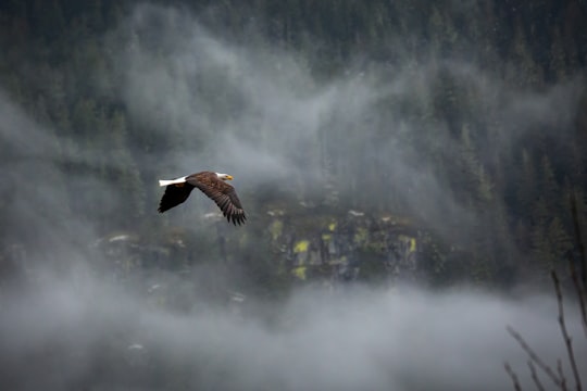flying bird above trees in Squamish Canada