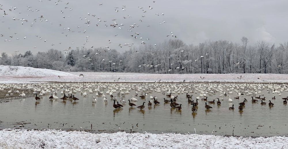 flock of birds in body of water