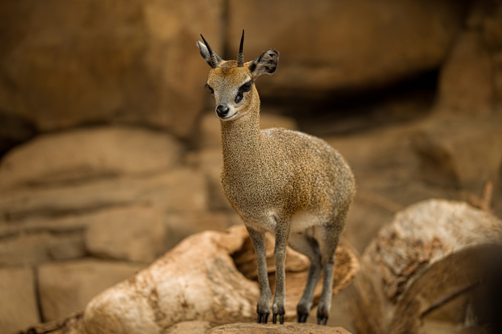 foto a fuoco superficiale di un animale marrone