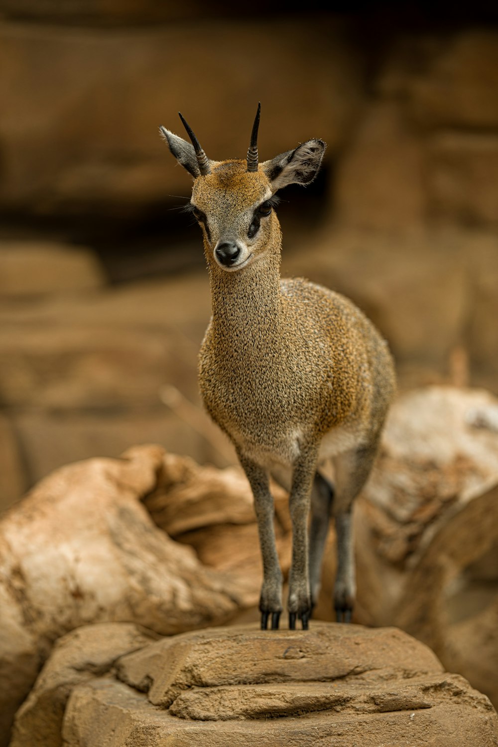 foto a fuoco superficiale di un animale marrone