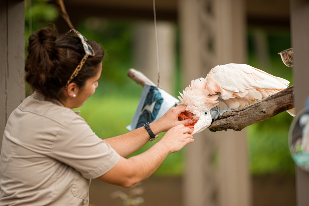 shallow focus photo of person touching white bird