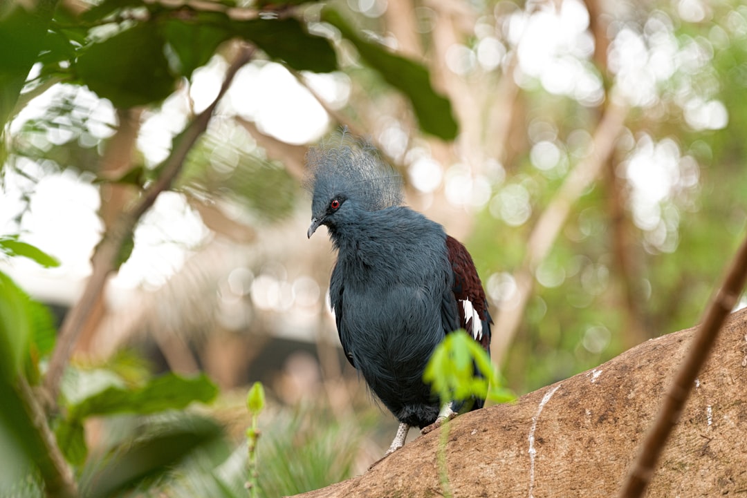 black bird on brown tree branch during daytime