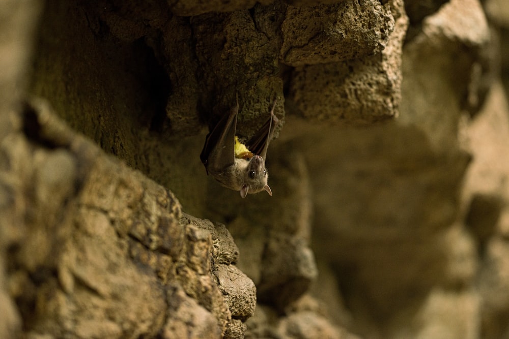 foto de foco raso de morcego cinza