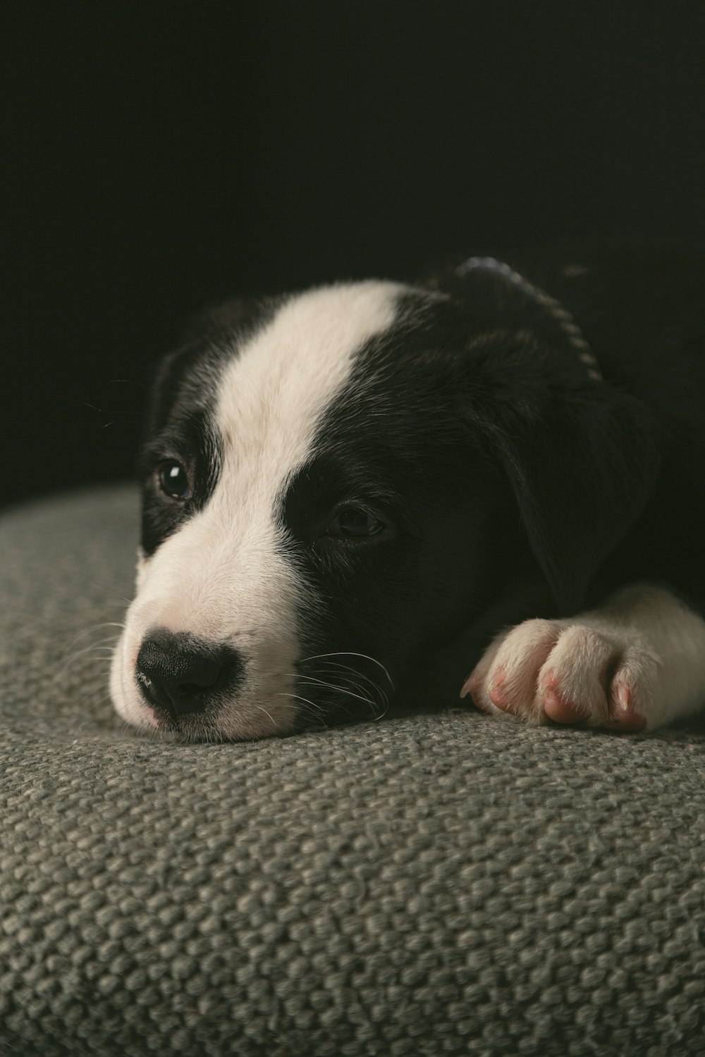 dog lying on gray textile