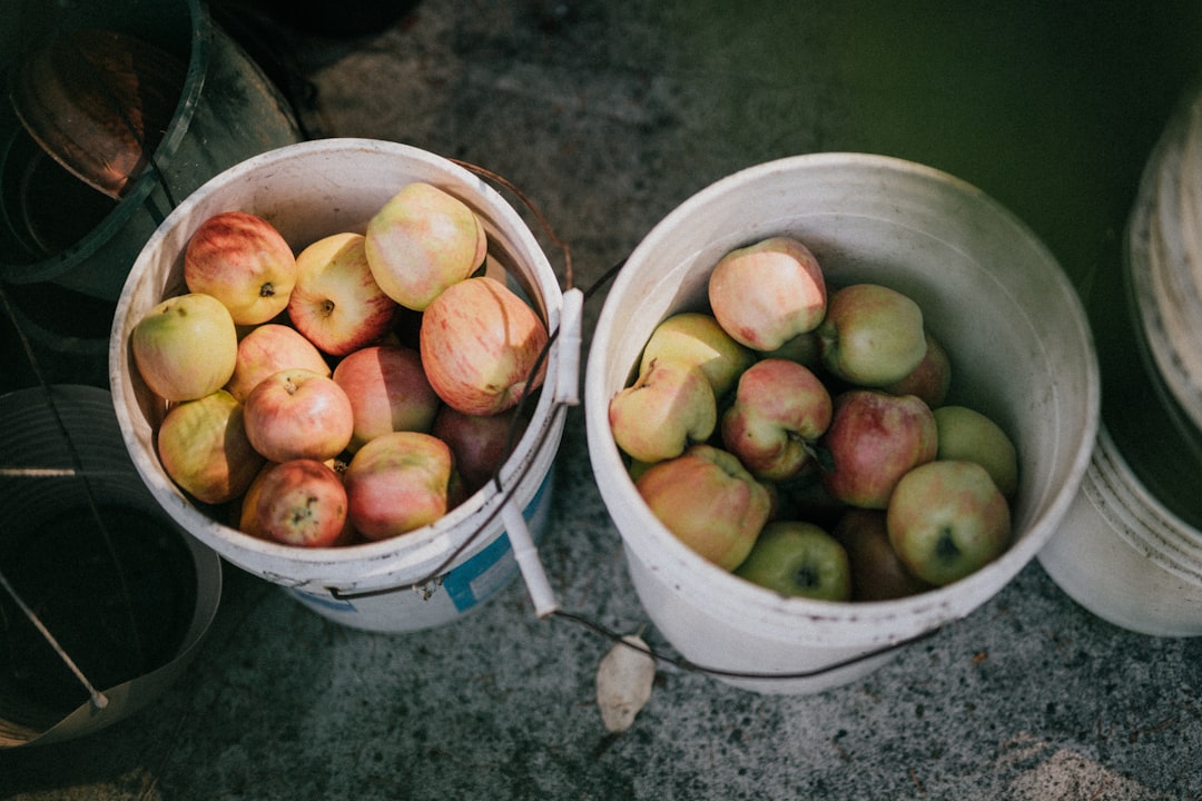 apples in white plastic buckets