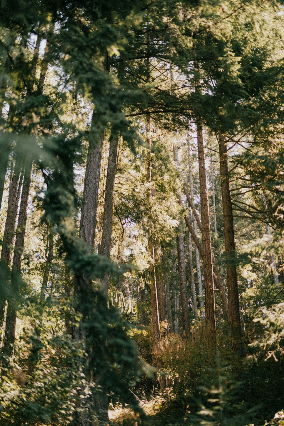 light through green tall trees