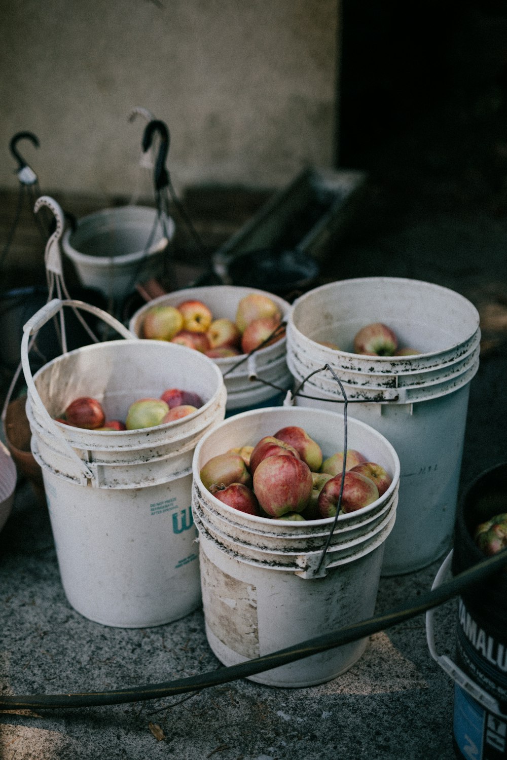 buckets of apples