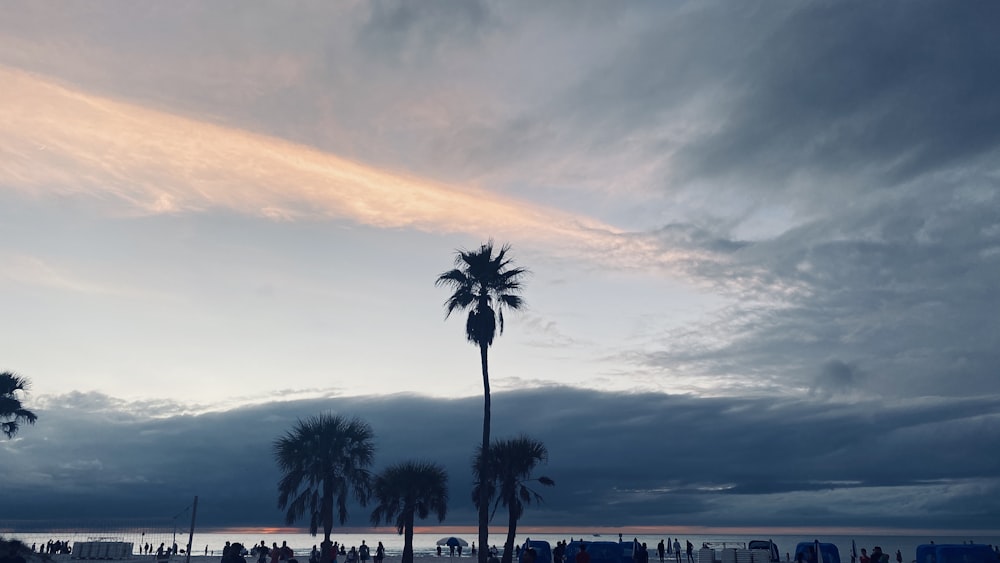 silhouette of palm trees under heavy clouds