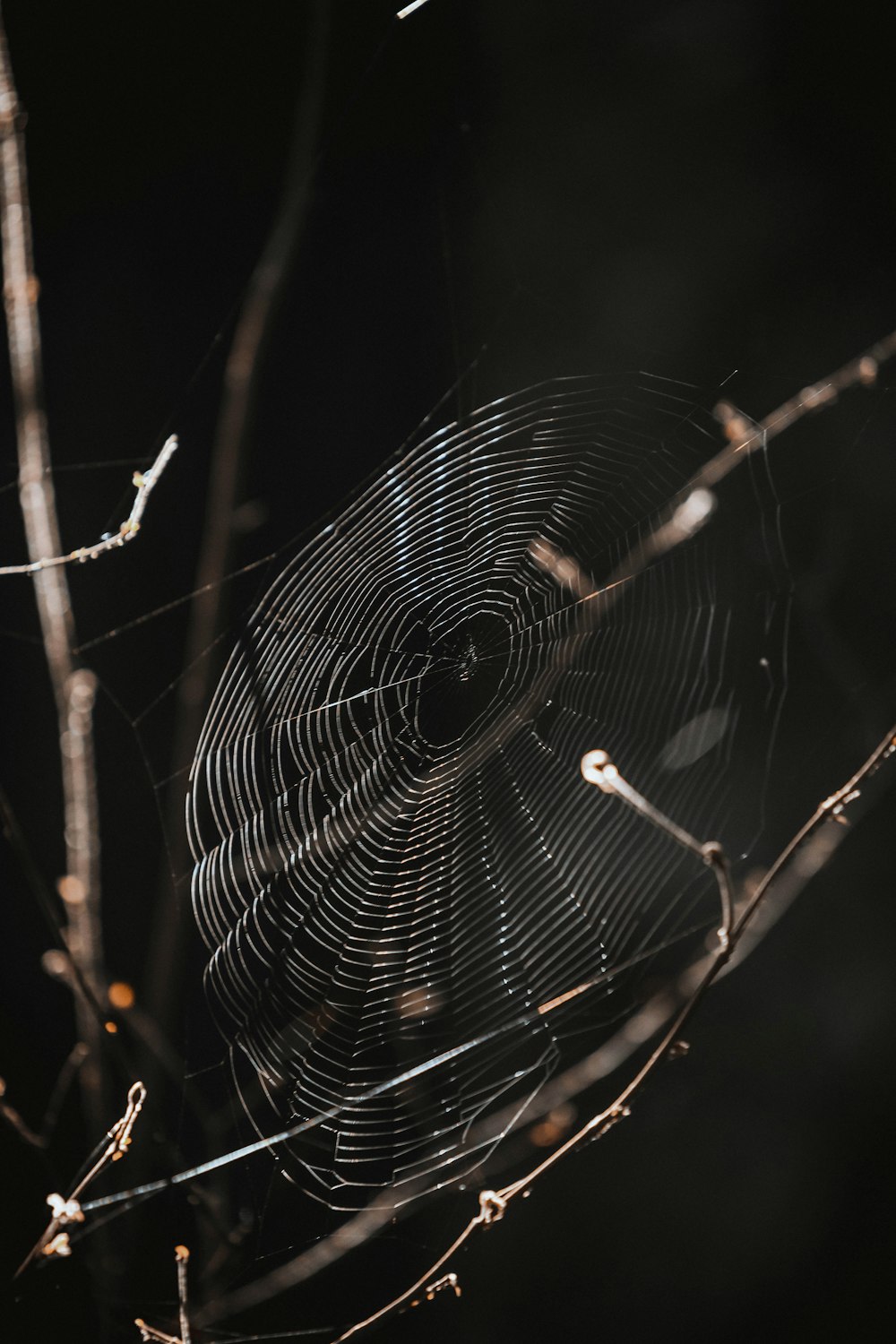 spider on web connected on stems