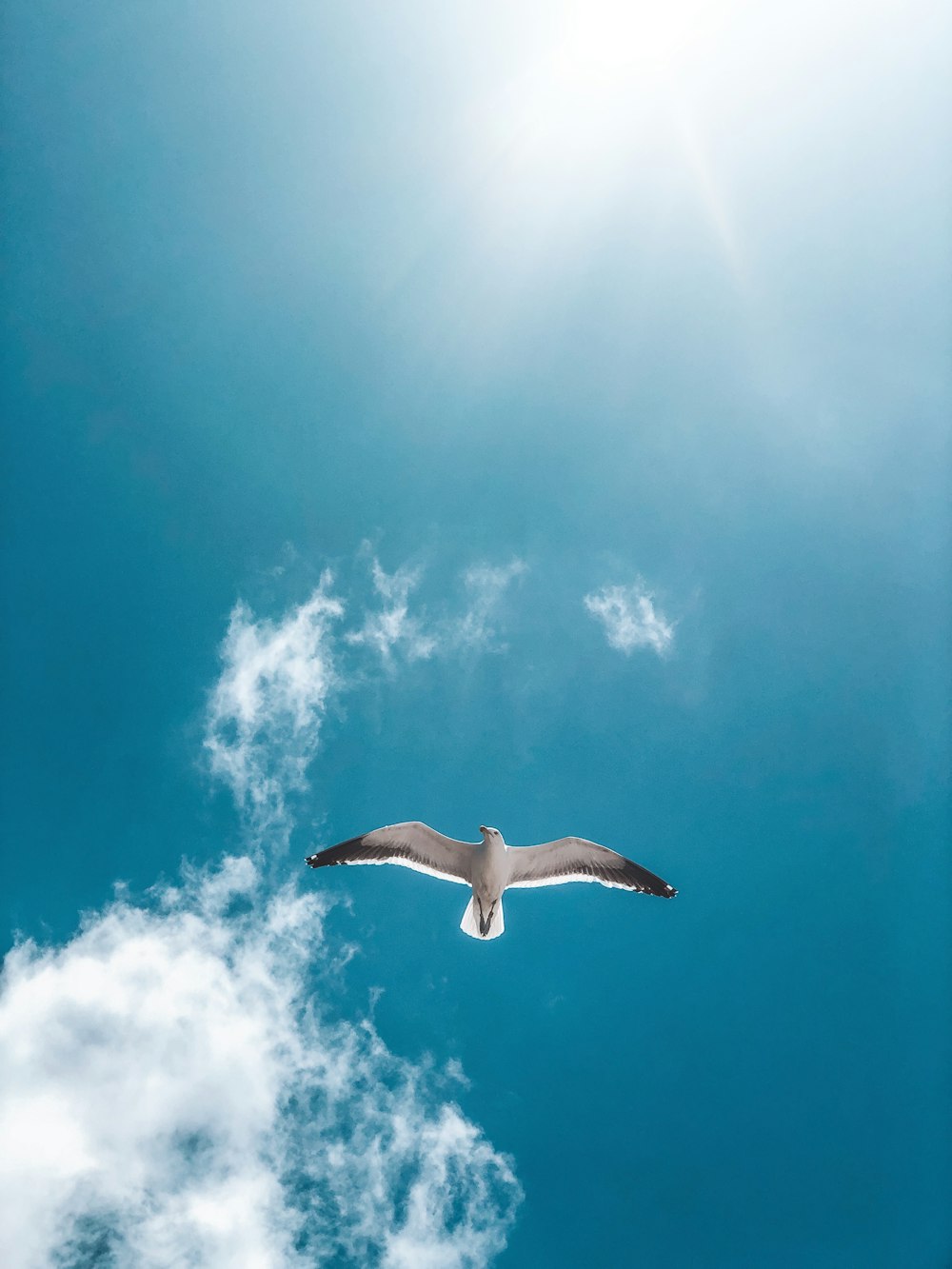 white bird in mid air during day