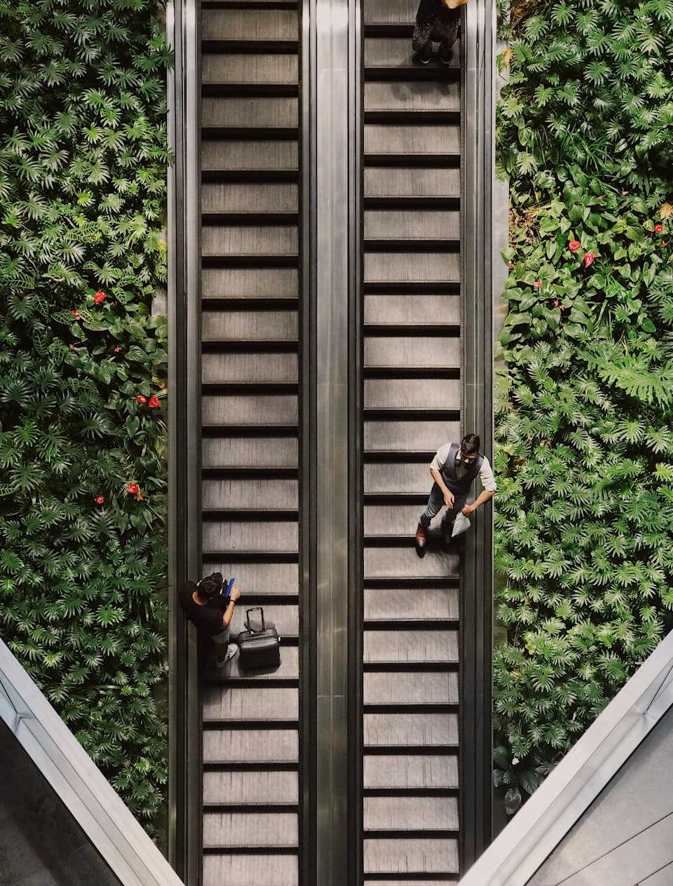 Escalators with greenery either side.