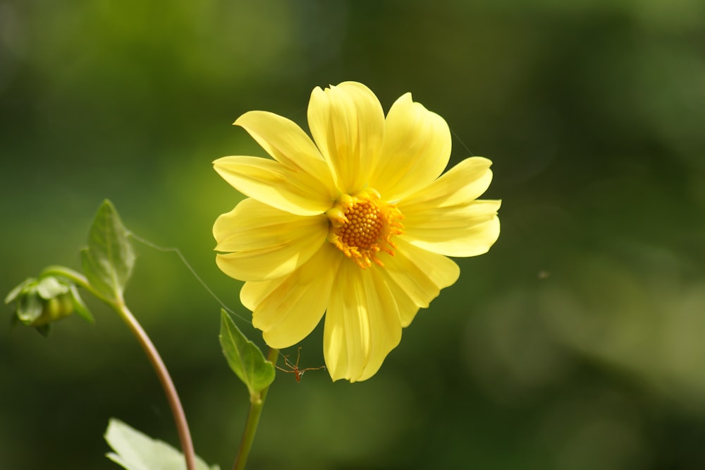 yellow flower