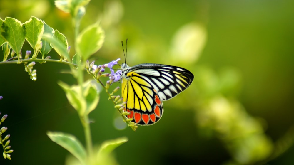 multicolored butterfly perched on green leaf plant