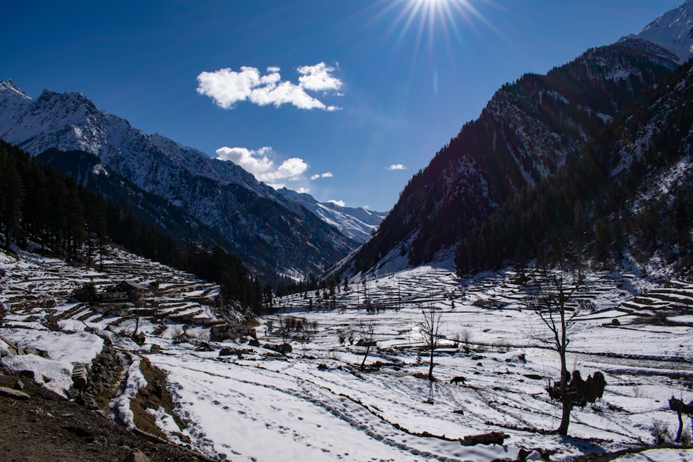 snowfield, trees, and mountains during day