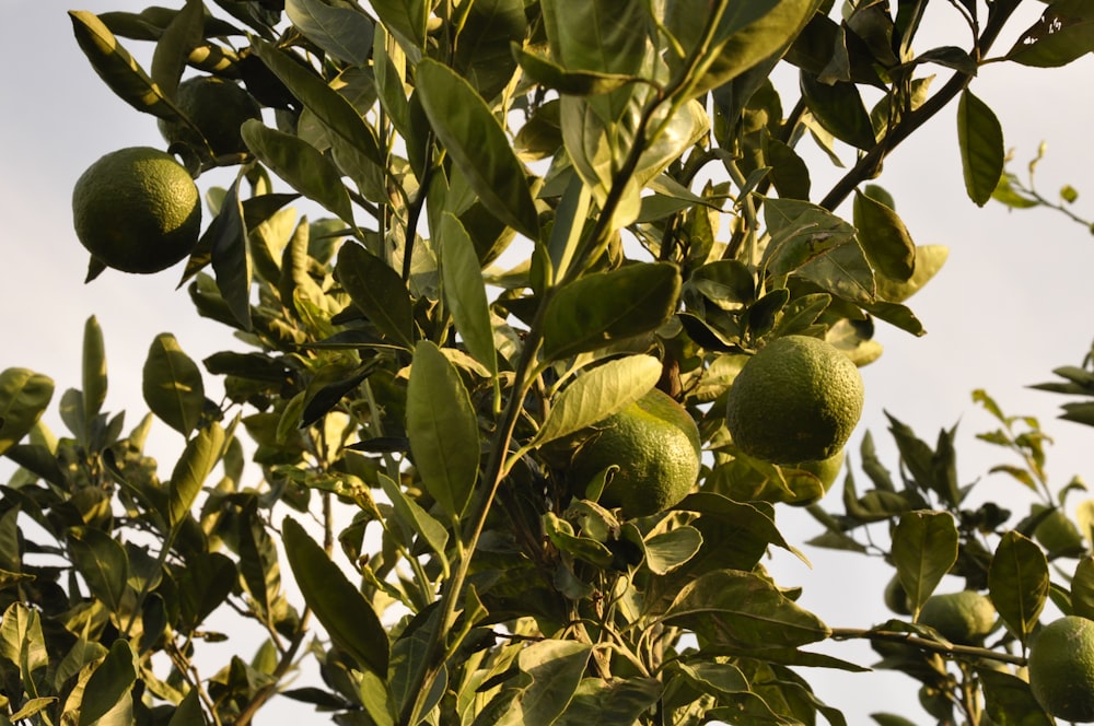 plant with green fruits