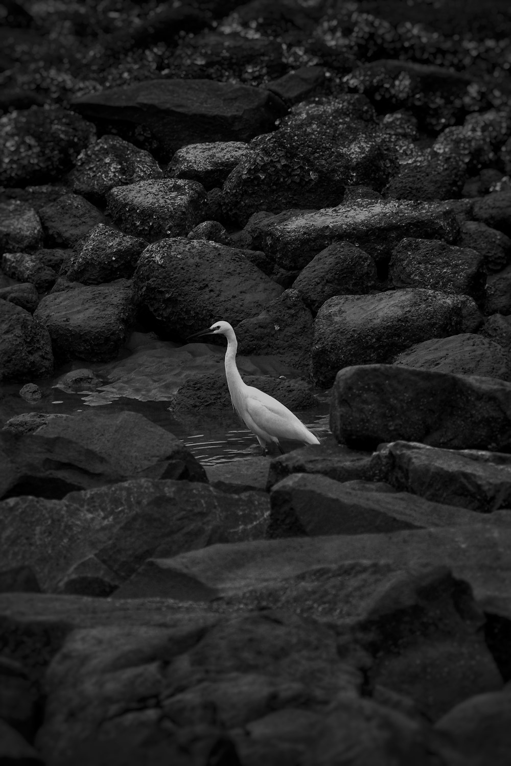 white duck