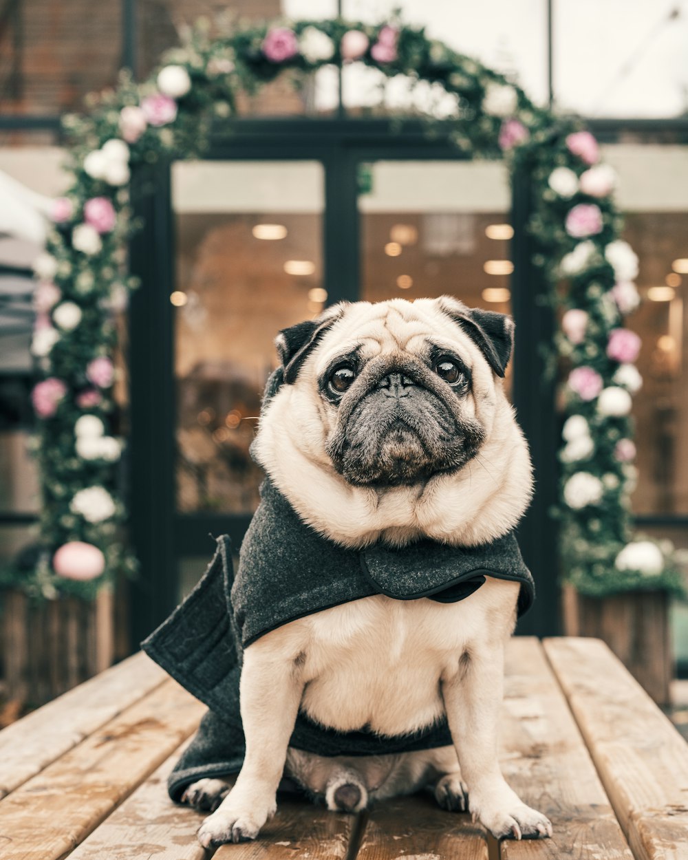 closeup photo of fawn pug