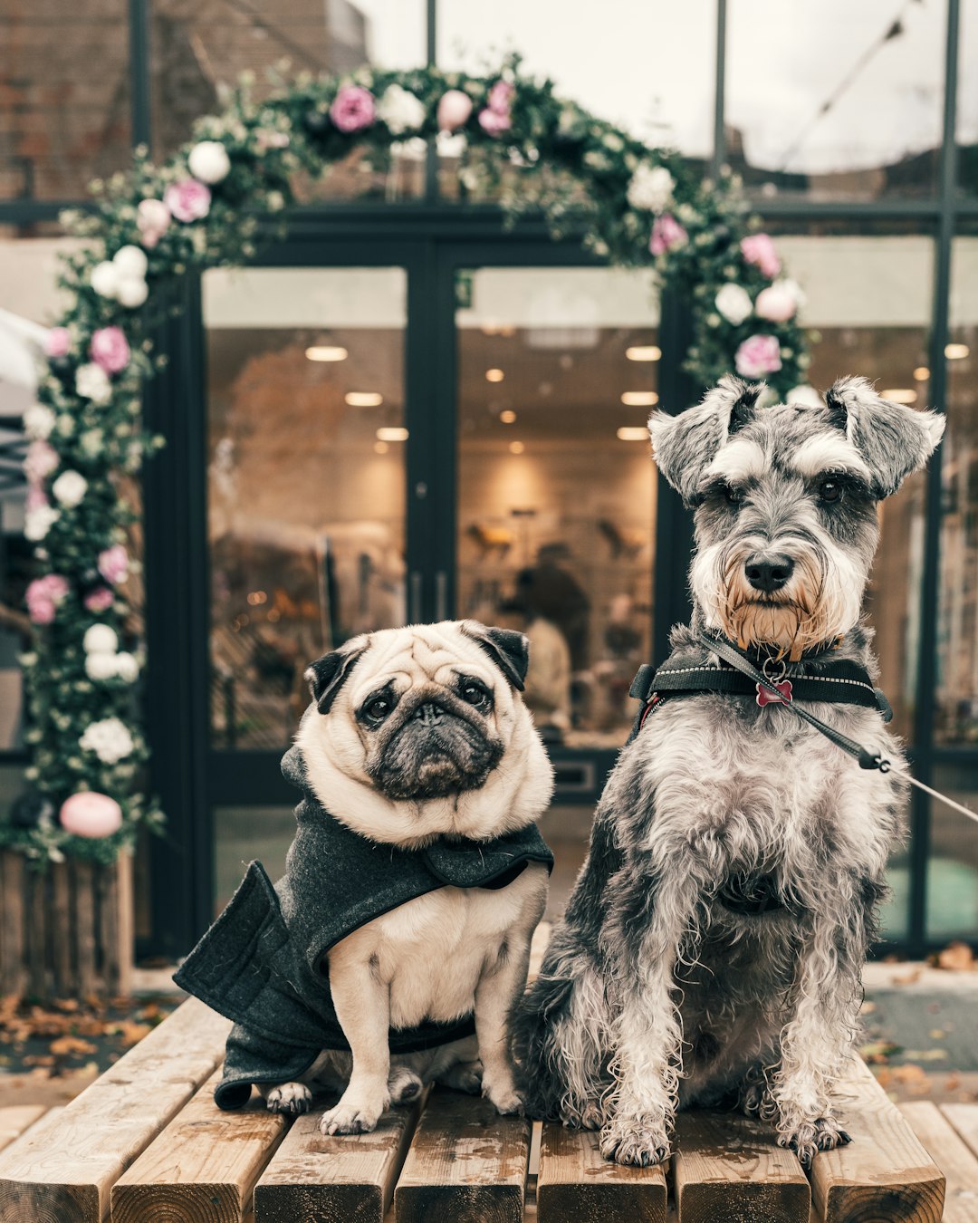 A pug and a scotty with a floral arch behind them