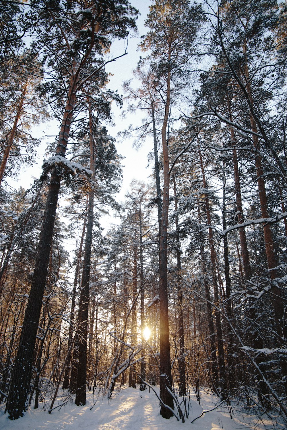 trees during winter