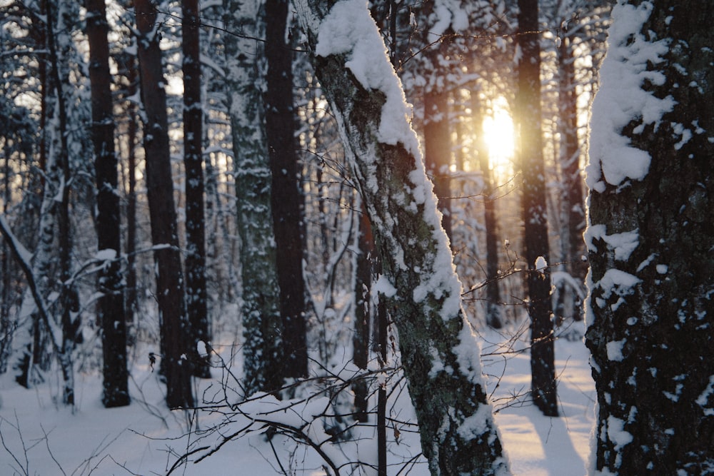 trees covered with snow during day