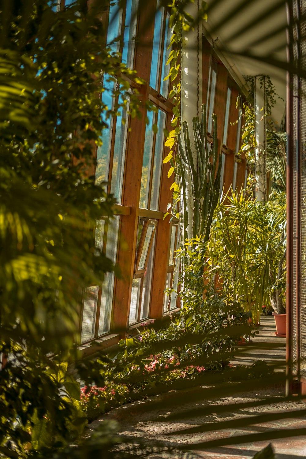 green plants beside window