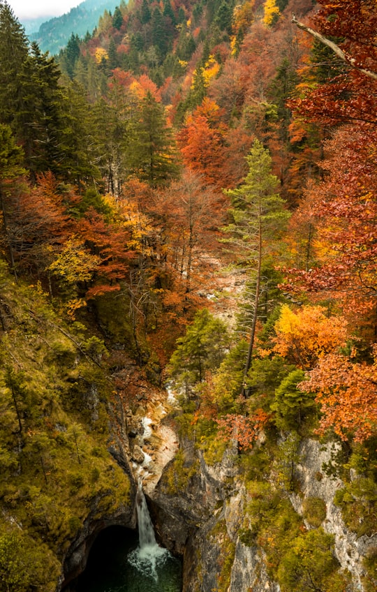 aerial photo of green and brown trees in Schloss Neuschwanstein Germany