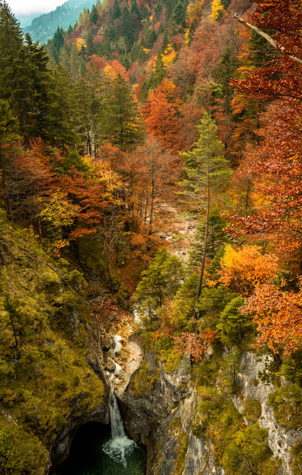 aerial photo of green and brown trees