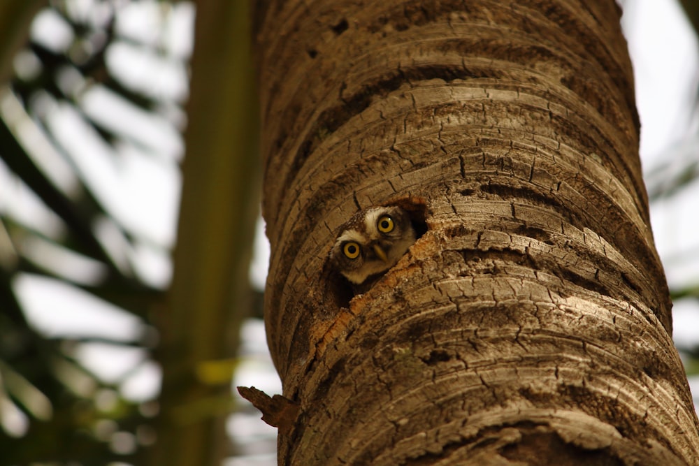 shallow focus photo of brown owl