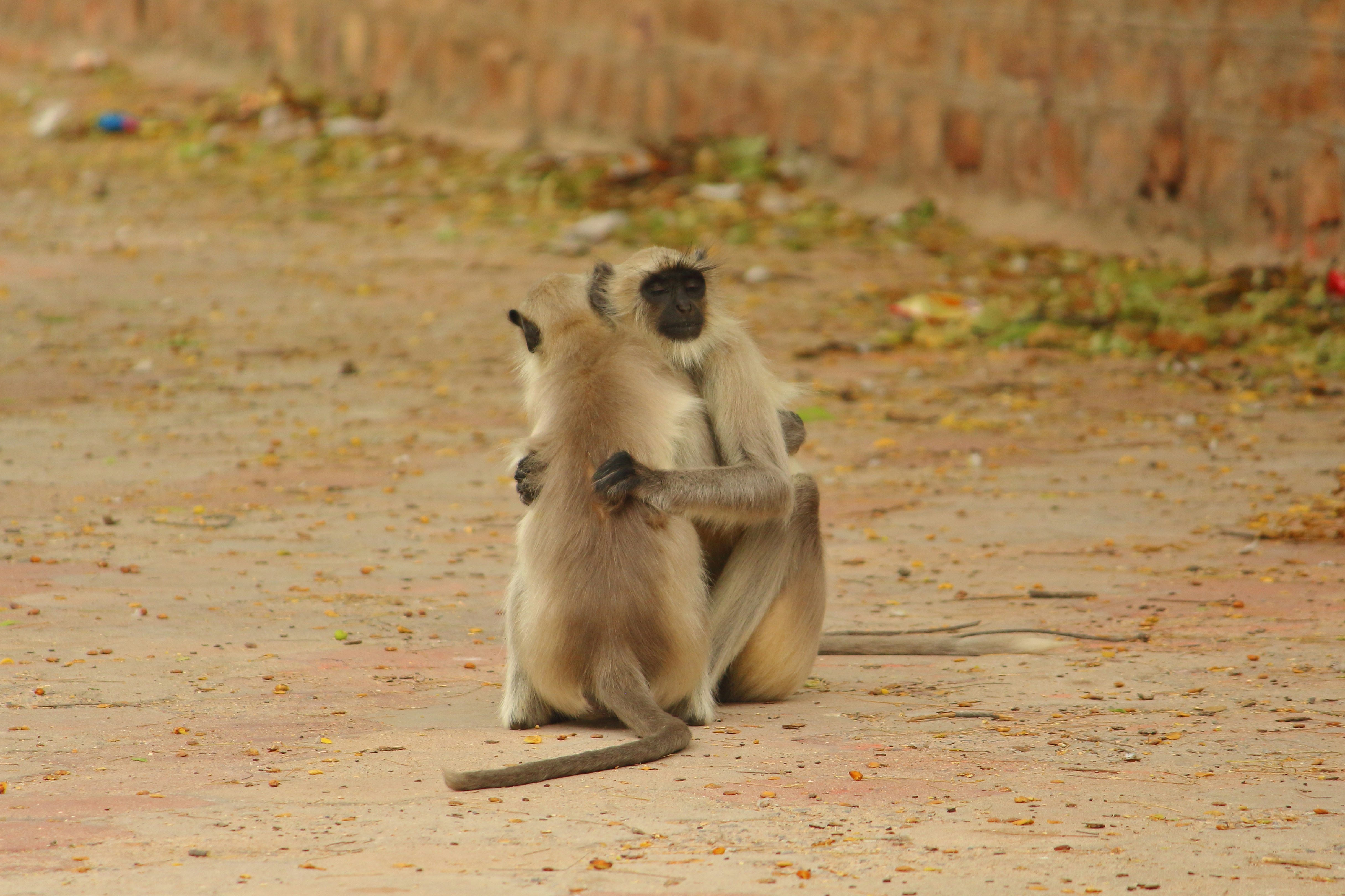 shallow focus photo of two monkey hugging each other, Grey langurs hugging it out