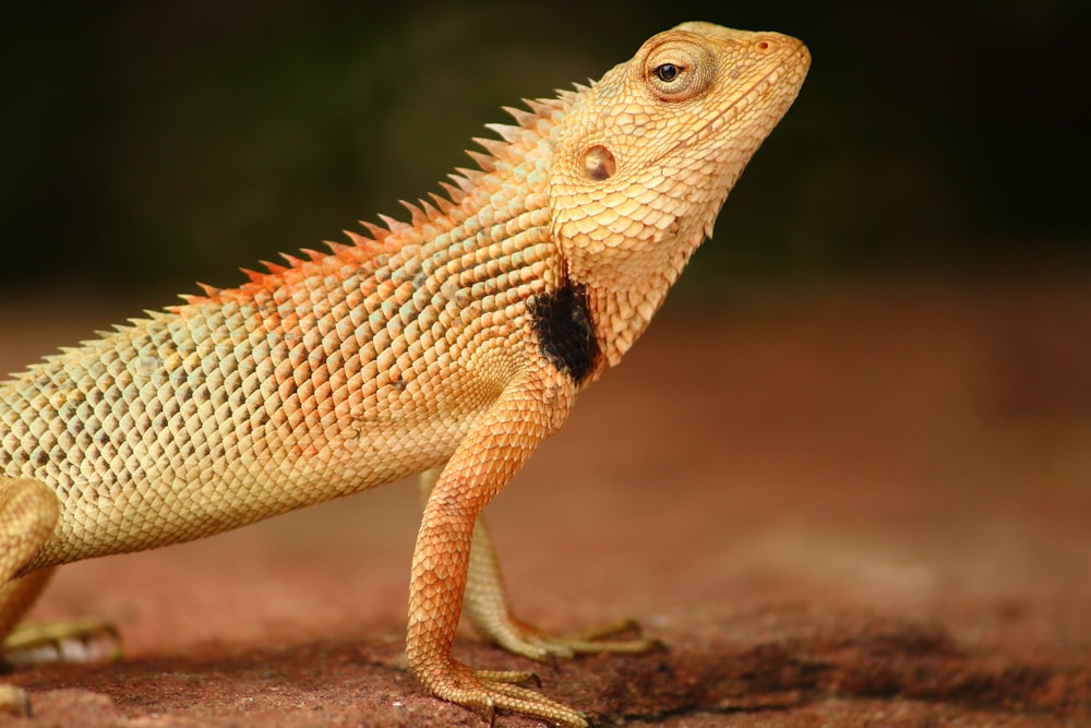 shallow focus photo of brown chameleon