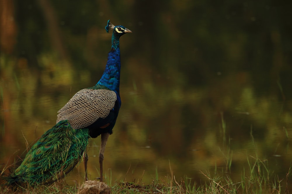 shallow focus photo of blue and gray bird