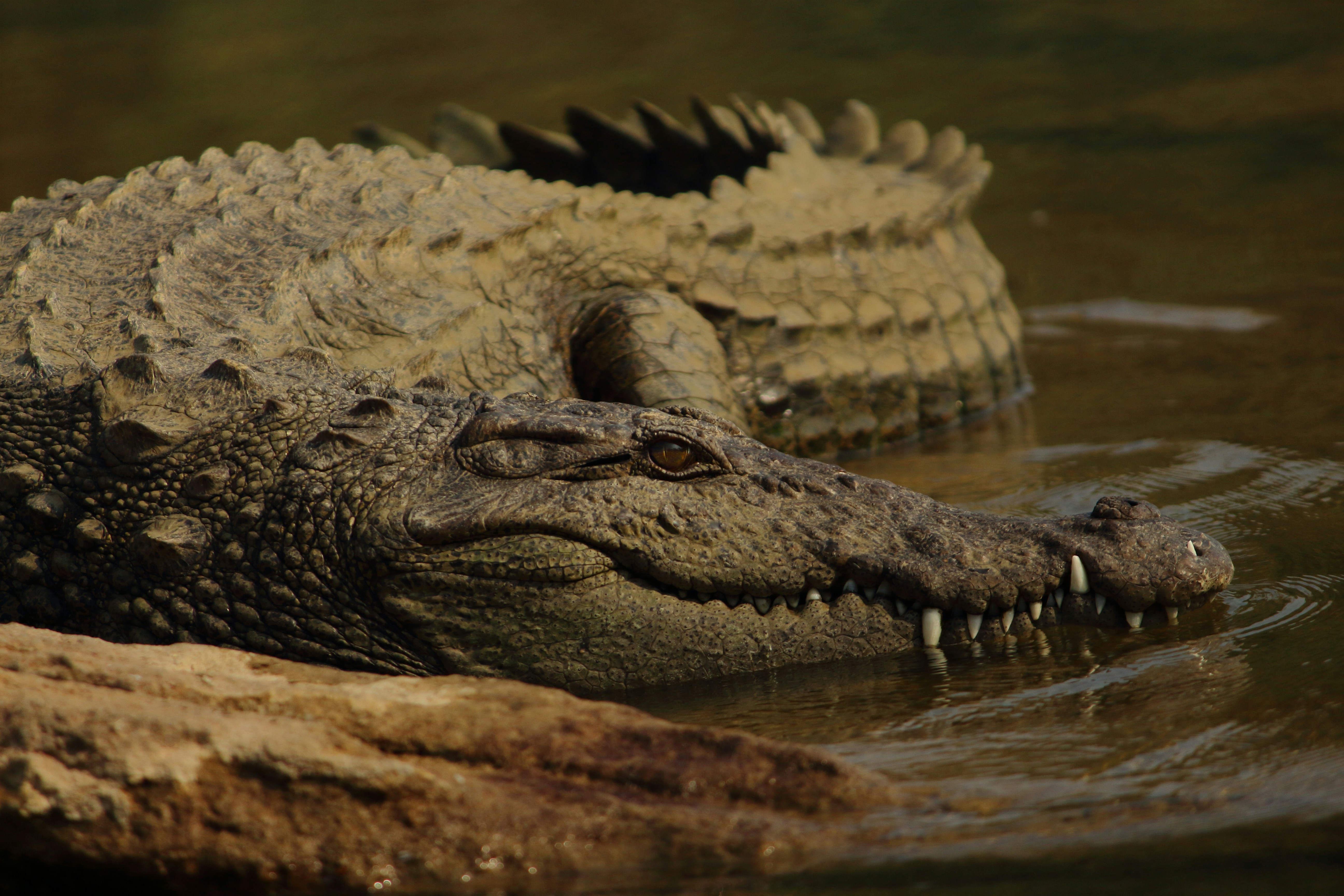 Marsh Crocodile