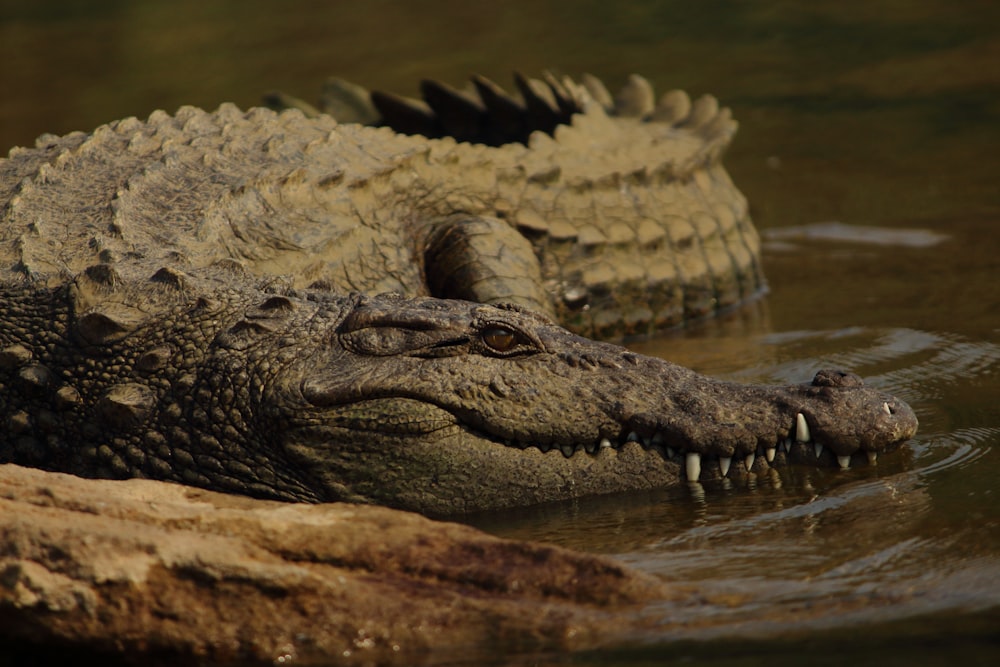 shallow focus photo of brown alligator