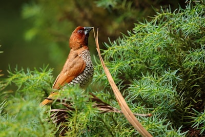 shallow focus photo of brown bird