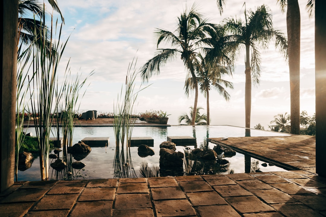 palm trees near swimming pool