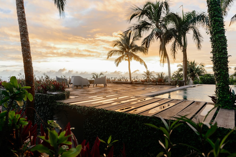 palm trees near swimming pool